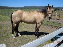 Equinenow listing of buckskin ranch horses. Buckskin Horses For Sale By Gender