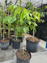 Image result for Tabebuia heterophylla