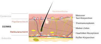 Maybe you would like to learn more about one of these? Die Dermis Beschreibung Unserer Haut