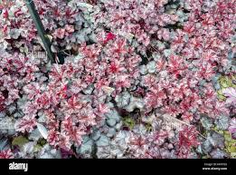 Image result for Heuchera `Swirling Fantasy`