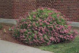 Image result for Spiraea bumalda