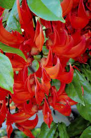 Learn everything you need to know about growing and caring for honeysuckle in your garden. Red Jade Vine Care Learn How To Grow Red Jade Vinesred