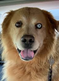 Is this lost cat yours in Winchester, Kentucky?