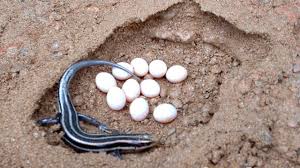 Gambar cicak cicak comel yang selalu tersenyum (5 gambar). Penjelasan Daur Hidup Kadal Terlengkap Materiipa Com