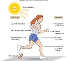 Hydrating For The Summer Exerciser Body Sweat Heat Stress Best Body Shape