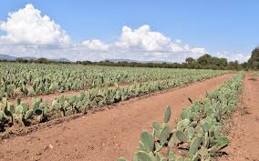 En el desierto de méxico hay una planta que escoge a quién presentársele y a quién no. Desserto Cactus Vegan Leather Green Product Award
