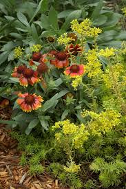 Pin On Gorgeous Garden Plants