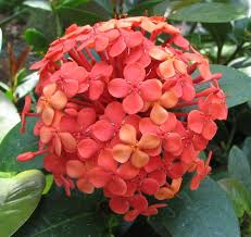 Image result for Ixora coccinea