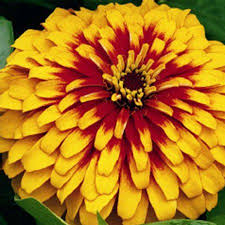 Pin On Flor De Zinnia