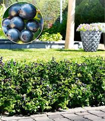 Botaniker unterscheiden zwischen 450 bis 500 verschiedenen arten. Heidelbeerhecke Berrybux 1a Qualitat Baldur Garten