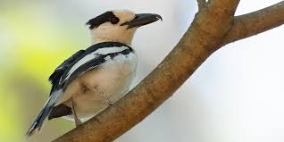 Image result for Vangueria vestita