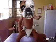 Check spelling or type a new query. Bulldogs Gifs Tenor