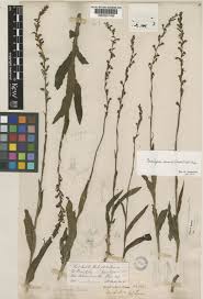 Image result for Habenaria peristyloides