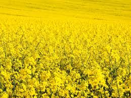 Image result for canola