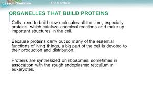 3 focus on vocabulary 1 page 122 1. Biology Unit 4 Cell Structure And Function Ppt Download