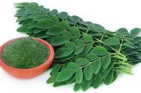 Mewarnai gambar juga dipercaya mampu meningkatkan konsenterasi dan fokus. Budidaya Kelor Cegah Stunting Di Ende Ekorantt Com