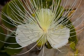 Image result for Capparis cartilaginea