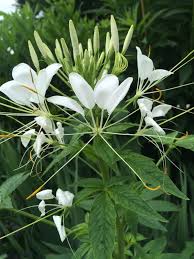 Image result for Cleomaceae