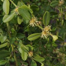 Image result for Buxus acutata