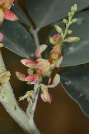 Image result for Indigofera roseo-caerulea