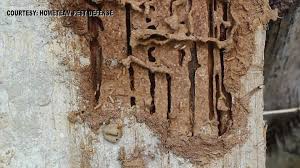 121 east davis harlingen, tx 78550. Weathering The Storm Of Termite Season In Midland Newswest9 Com