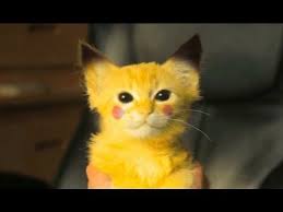The Hunt For Pikachu Pikachu Cat Funny Animal Videos Funny Animals