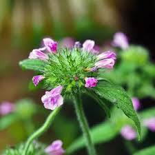 Image result for Clinopodium