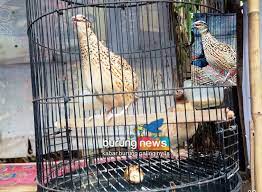 Sedangkan di indonesia sendiri, puyuh gonggong jawa yang memiliki corak garis dan totol banyak ditemui. Sangkar Burung Puyuh Lomba Contoh Lif Co Id