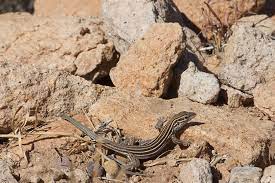 Gila spotted whiptail x sonoran spotted whiptail aspidoscelis flagellicauda x aspidoscelis sonorae complex not native to california please email me if you see this species in the wild in california, and send pictures if you can. Desert Grassland Whiptail Reptiles Of Chiricahua Nm Inaturalist