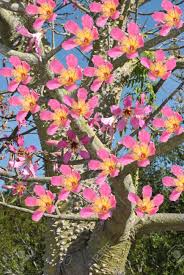 It's a fast growing tree that they range in color from pink, purple, ivory, burgundy, or white. Floss Silk Tree Latin Name Chorisia Speciosa Stock Photo Picture And Royalty Free Image Image 28031840