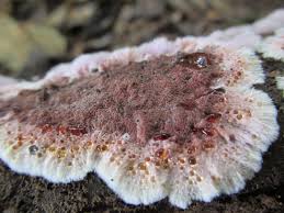 Image result for Asplenium holstii