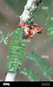 Image result for Abrus fruticulosus