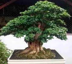 Bonsai Wahong Juara Contoh Bonsai