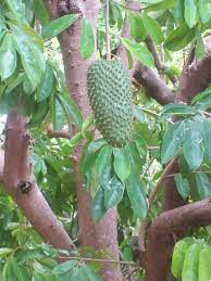 Guanabana is a fruit that contains many nutrients and guanabana is fruit native to the caribbean and central america that is often eaten for its medicinal properties. Graviola Whether You Know It As Graviola Guanabana Or Soursop Natives Of The Caribbean Southeast Asia And South America Know The Leaves Fruit Exoti