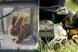Florida Starts Using Robotic Rabbits to Catch Snakes After End of Python Challenge