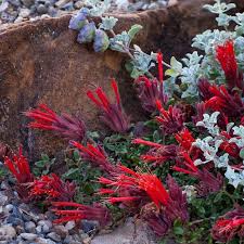 Image result for Marsdenia macrantha