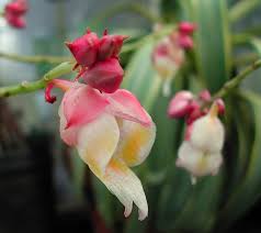 Image result for Impatiens oreocallis