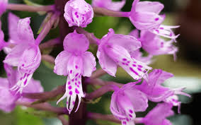 Image result for Stenoglottis