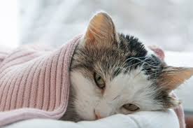 Gambar Kucing Menangis Sedih Dan Galau Kucingcomel Com
