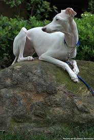On these pages you will find a list of resources for the breeds recognised in australia by the australian national kennel club. Imnotawhippet Com V 2 0 Italian Greyhound Grey Hound Dog Whippet