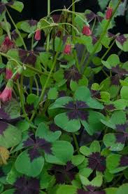 Image result for Oxalis tetraphylla