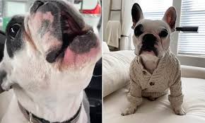 Subscribe our thclips channel for more cutest puppies videos. French Bulldog S Human Sounding Howl Gets 786k Instagram Fans Daily Mail Online