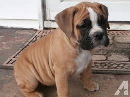 Yoda is the perfect english bulldog puppy. Valley Bulldogs For Sale In Boulevard North Carolina Classified Americanlisted Com