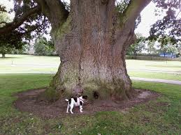 ian huxtable (@iansuperhux)