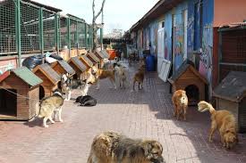 Haysev On Twitter Istanbul Fatih Yedikule Hayvan Barinagi Haysev Kedi Kopek Hayvan Petshop Veteriner Https T Co Ilfjlnjyjk