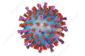 It is highly contagious and spreads easily. Rs Virus Search Science Photo Library