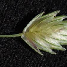 Image result for Eragrostis pilgeriana