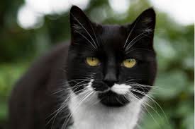 Clever cat names are always a good idea! 130 Black And White Cat Names We Re All About Cats