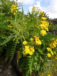 Image result for Sonchus friesii