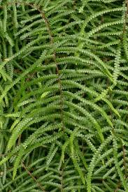 Image result for Gleichenia elongata
